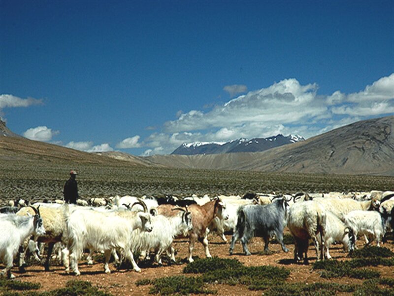Goats Grazing in Mountains