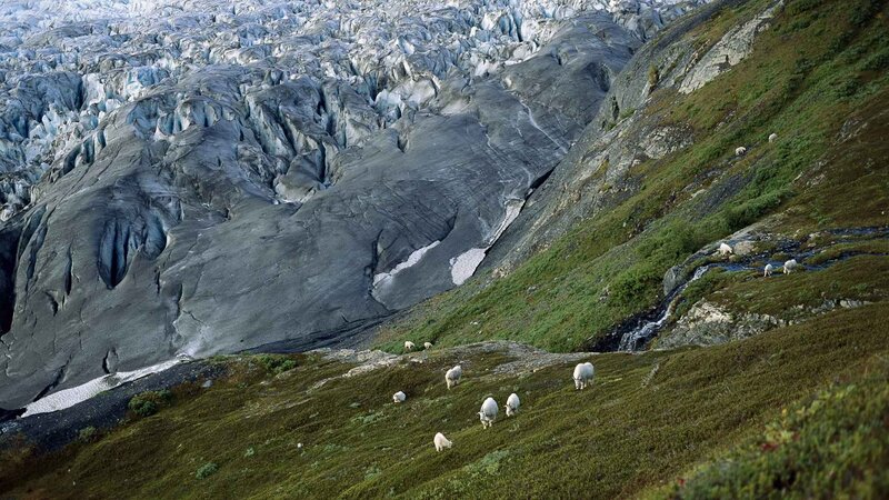 Goats grazing near a glacier