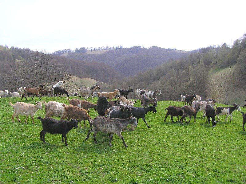 Goats Grazing on Hillside