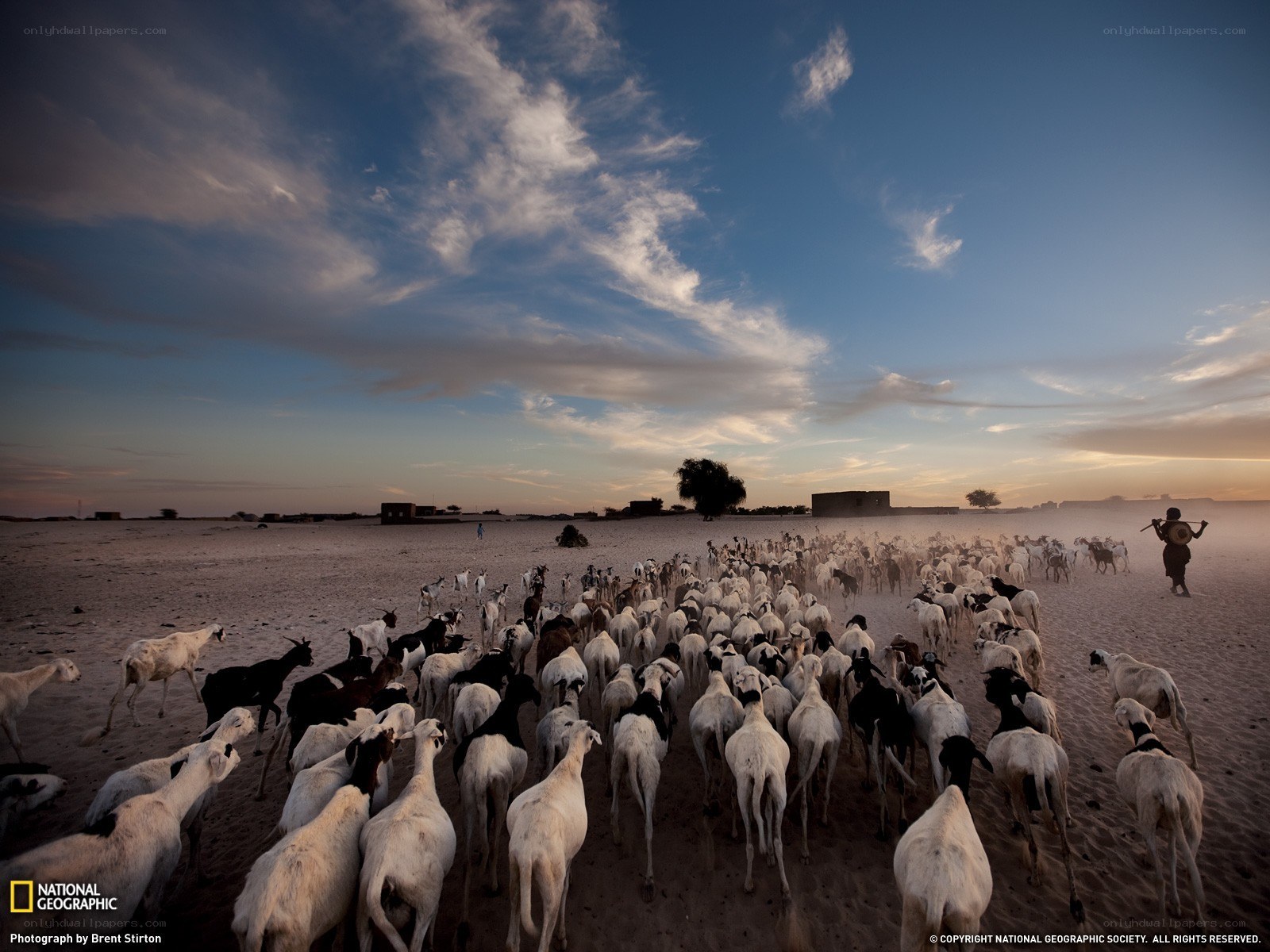 Goats herded in desert