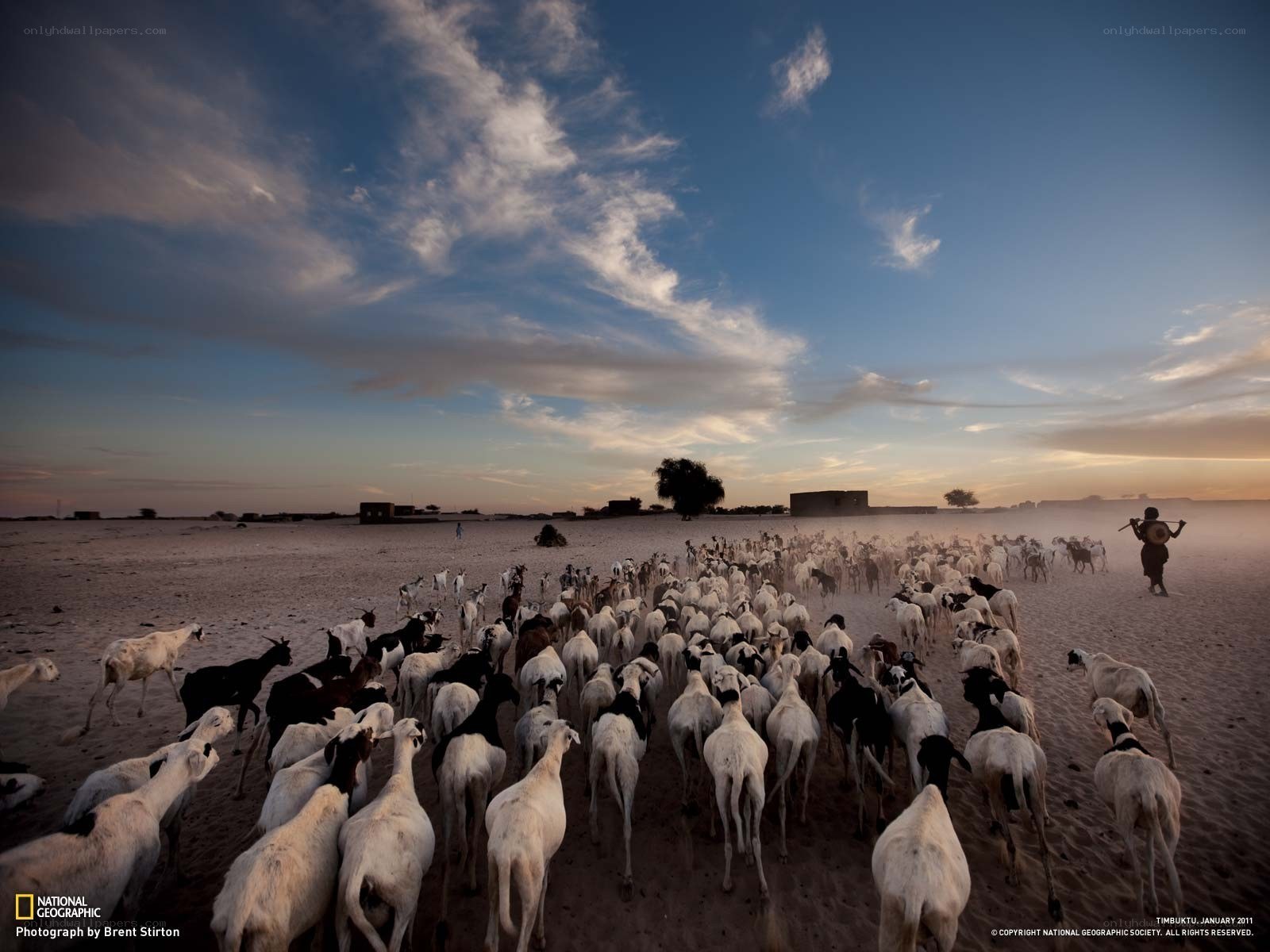 Goats herded in desert
