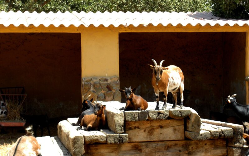 Goats in a farm enclosure