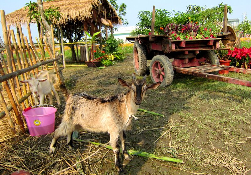 Goats in a Farmyard