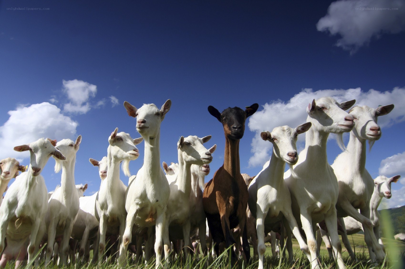 Goats in a field under blue sky