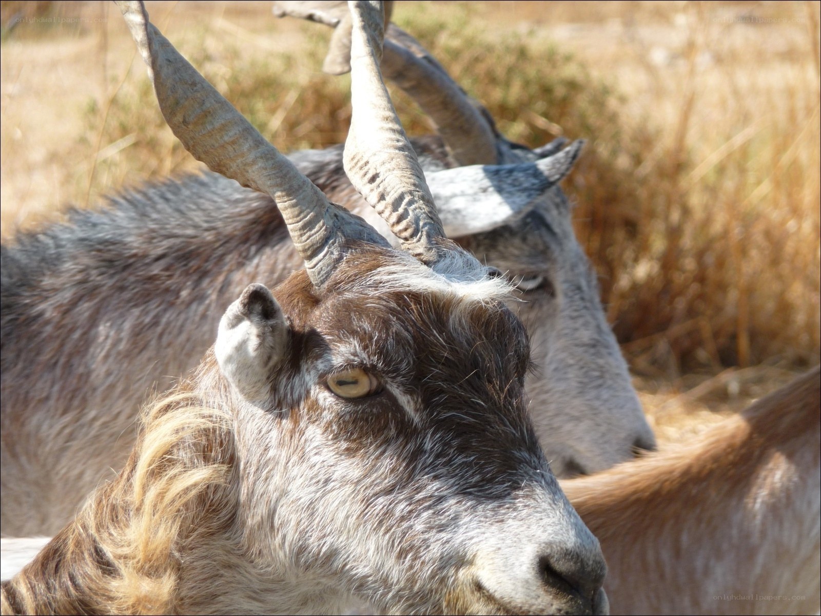 Goats in a field