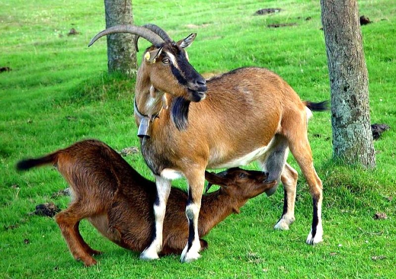 Goats in a grassy field