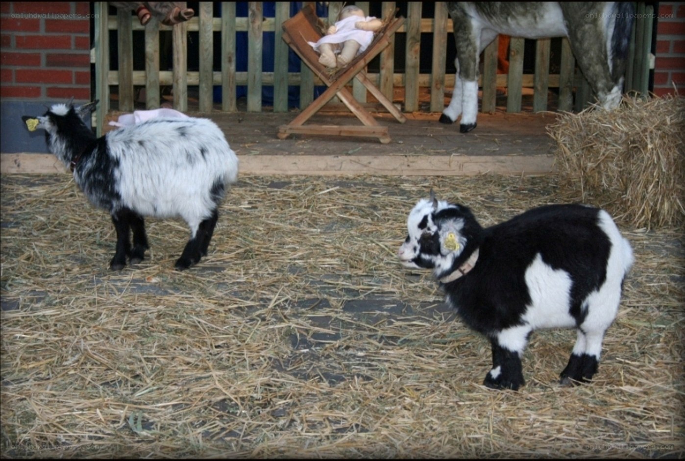 Goats in a nativity scene