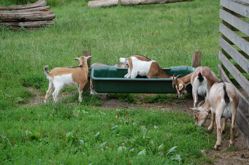 Goats in a Pen