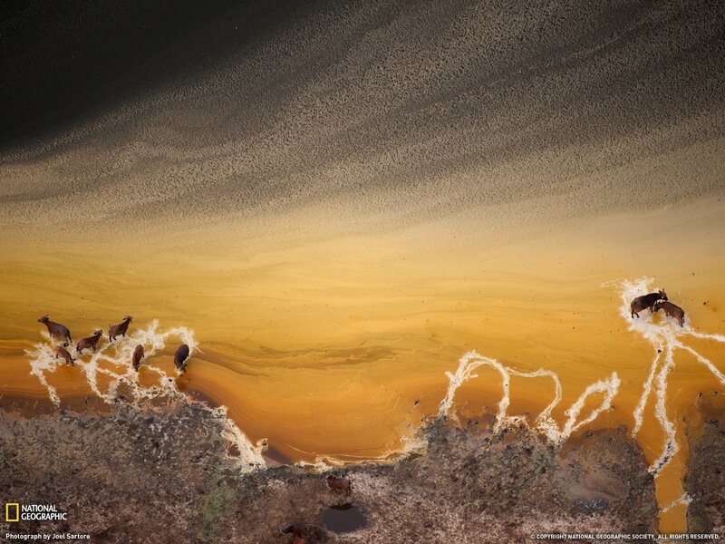 Goats in a polluted river
