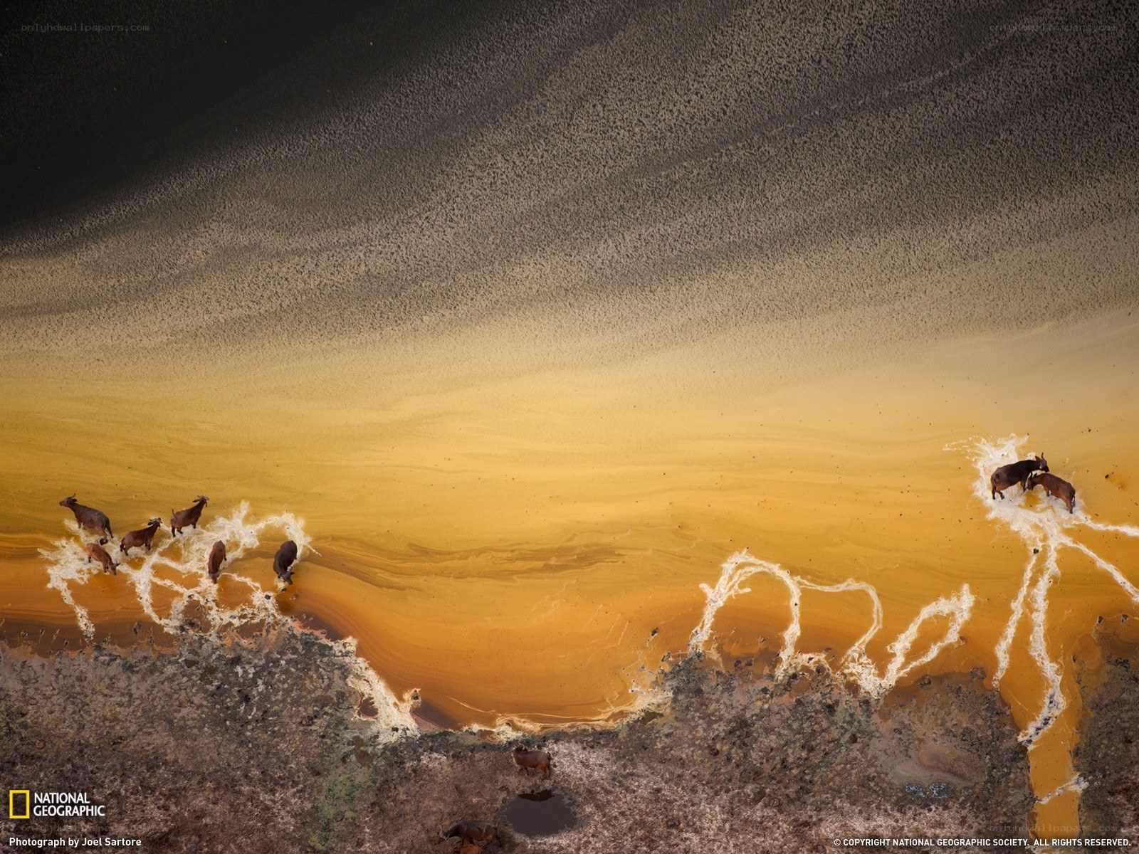 Goats in a polluted river