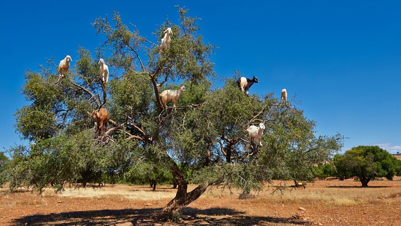 Goats in a Tree