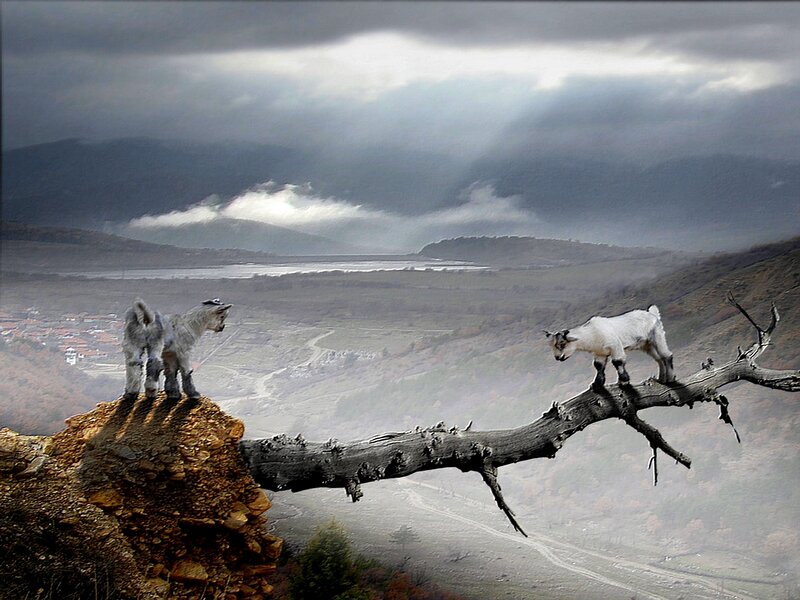 Goats on a branch