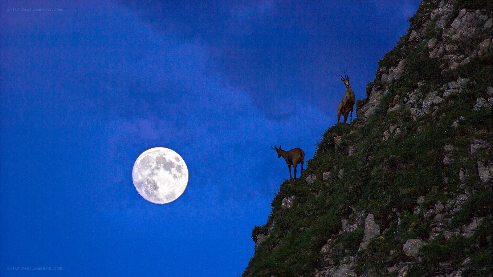 Goats on a cliff at night