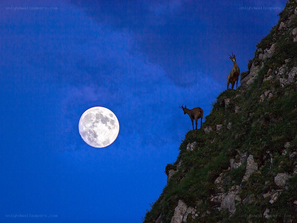 Goats on a cliff at night