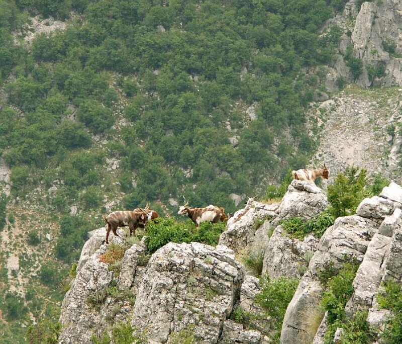 Goats on a Cliff