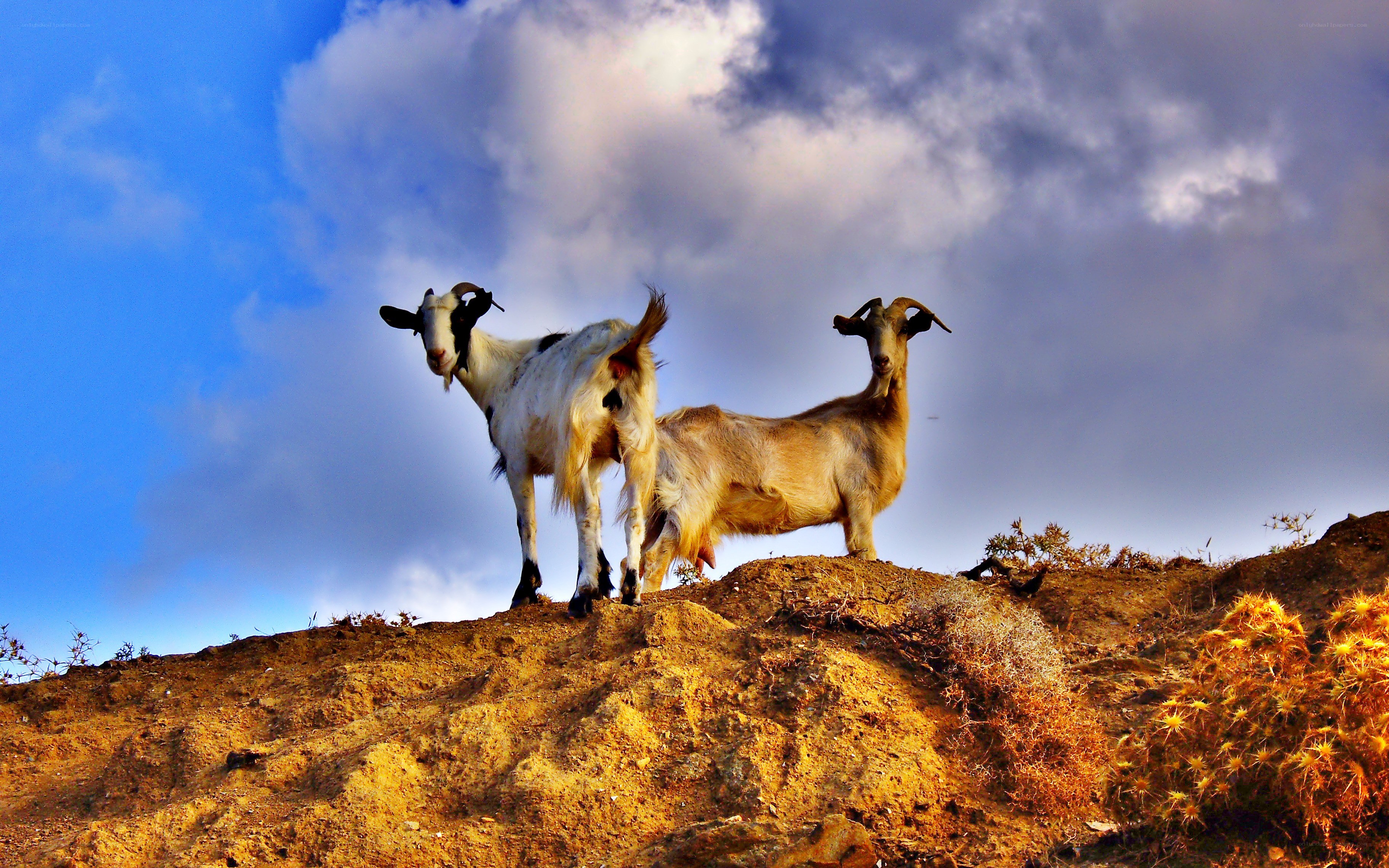 Goats on a hilltop