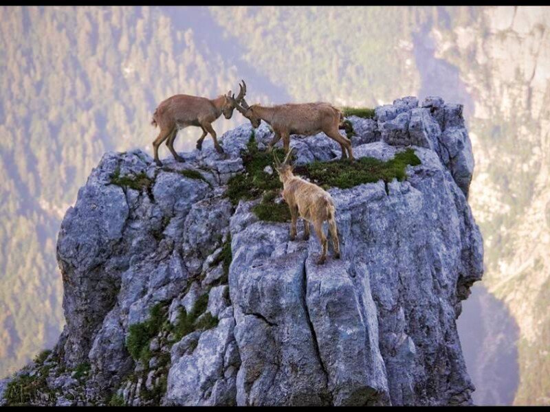 Goats on a mountain peak