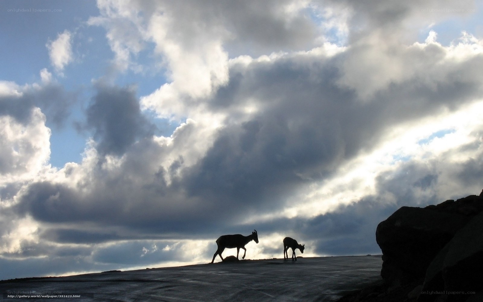 Goats on a mountain ridge