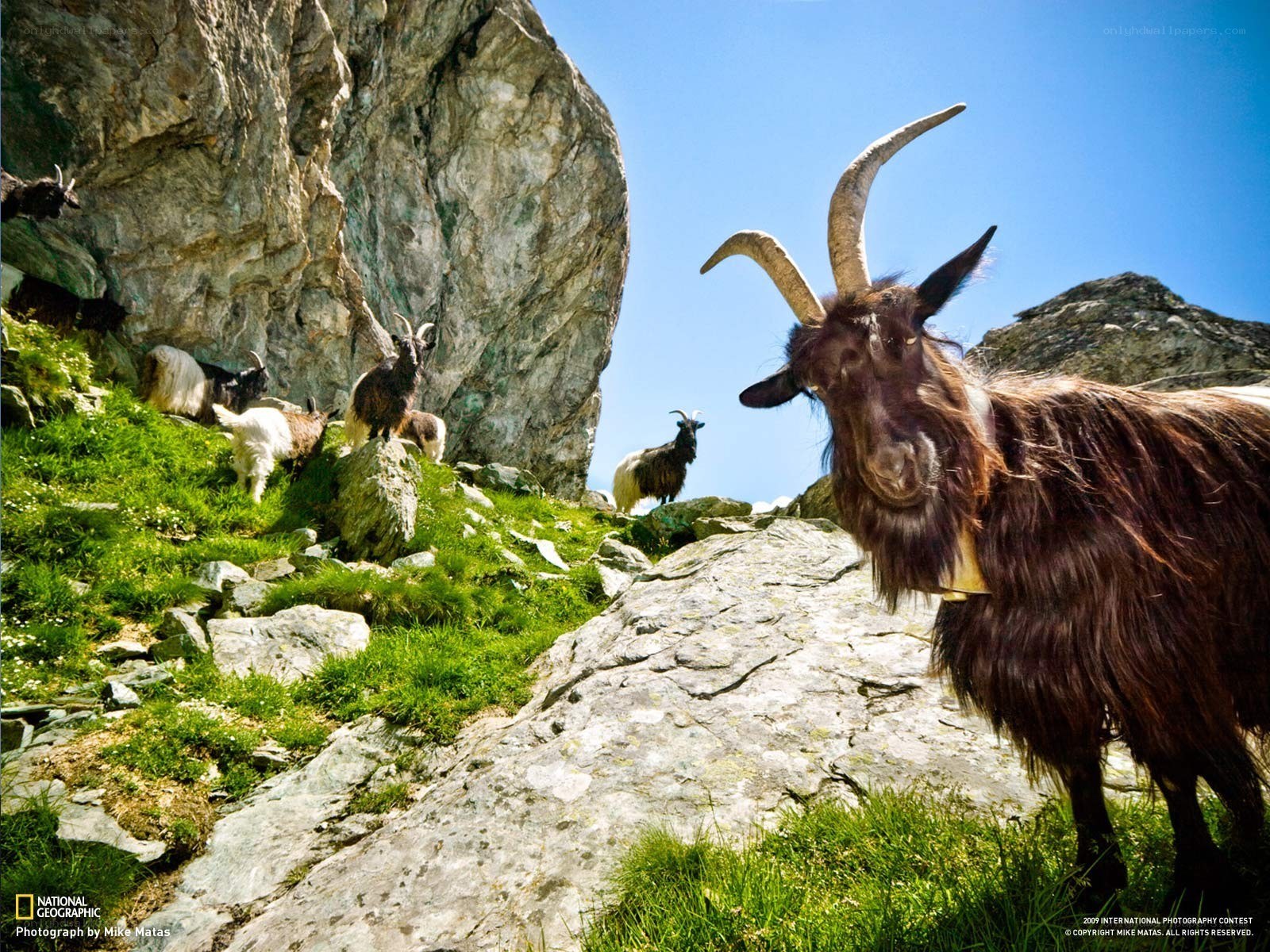 Goats on a mountain slope