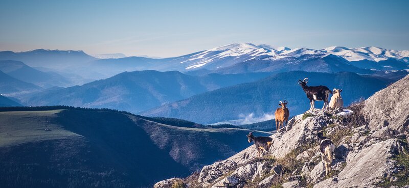 Goats on a Mountain