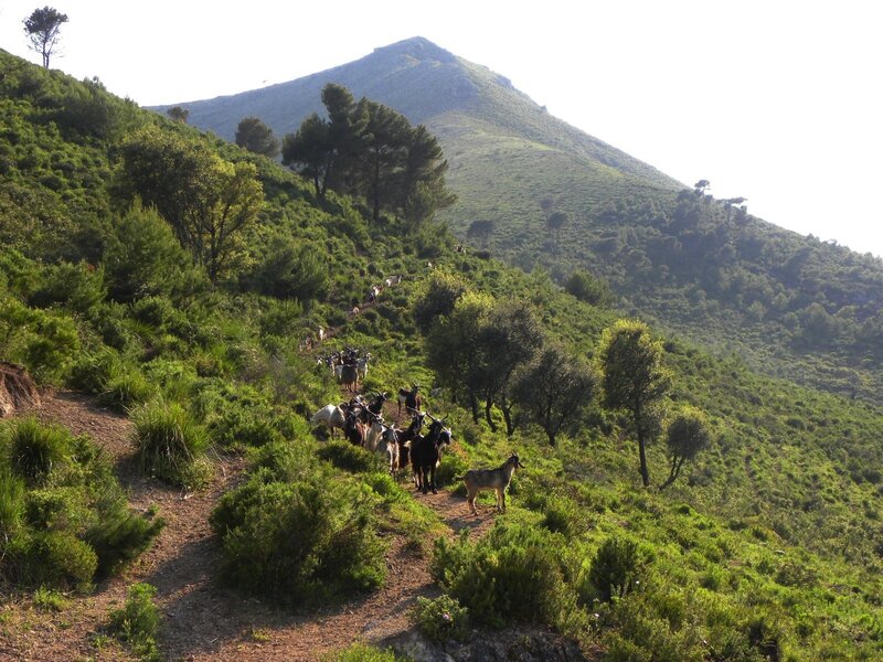 Goats on a mountain trail