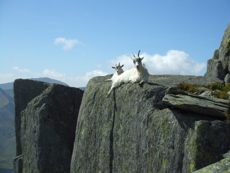 Goats on a rocky cliff