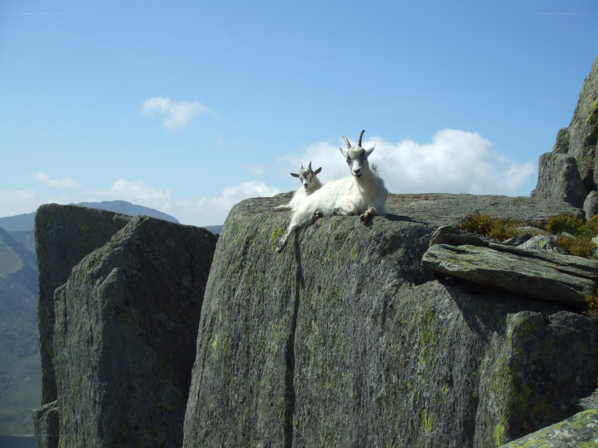 Goats on a rocky cliff