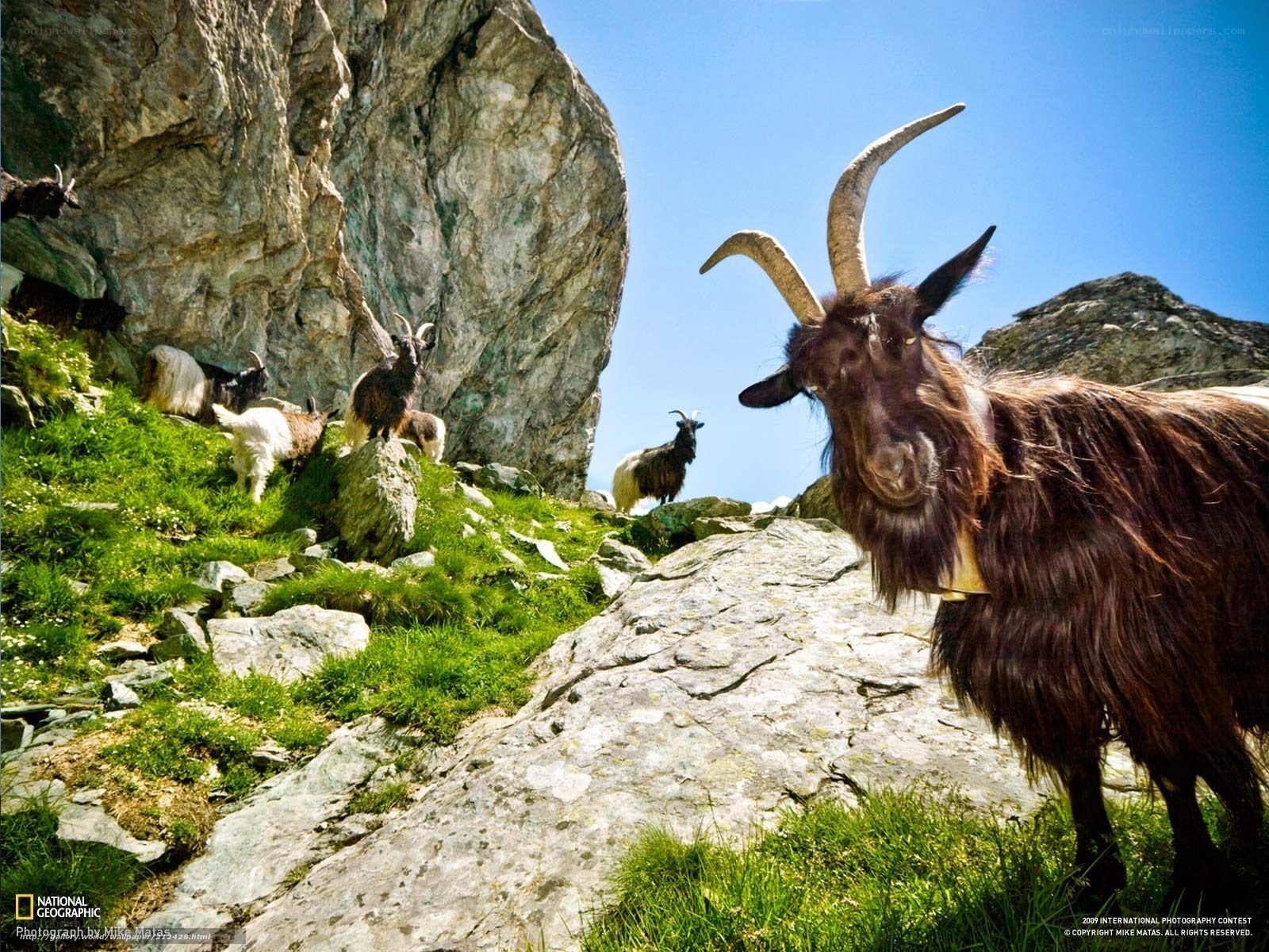 Goats on a rocky mountain