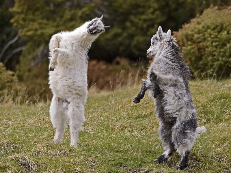 Goats playfully fighting