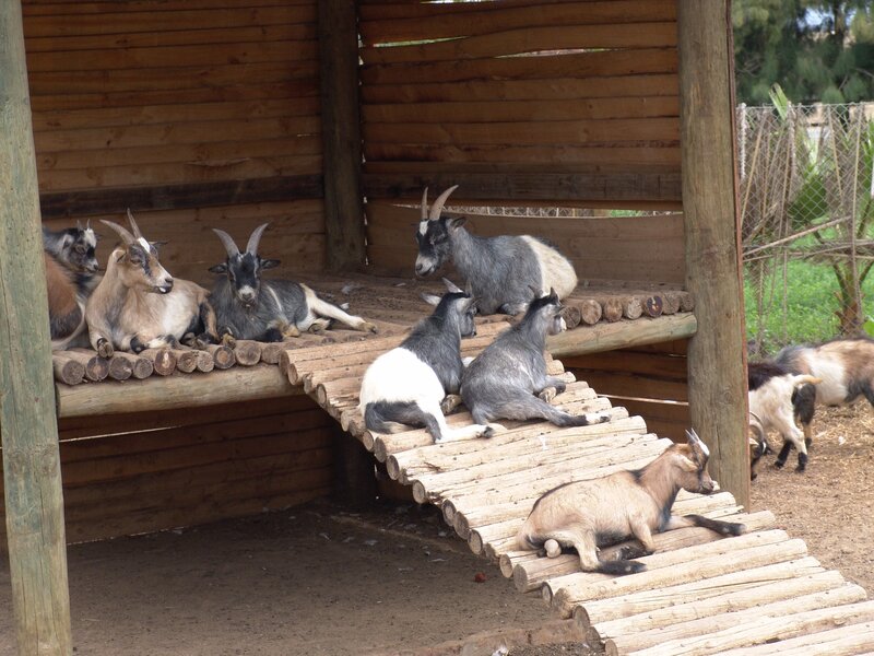 Goats resting in wooden shelter