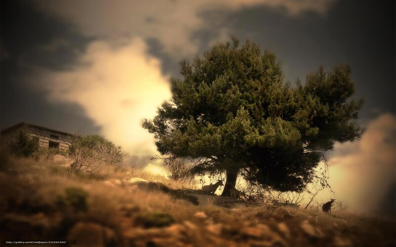 Goats under a Tree — Green, Dramatic