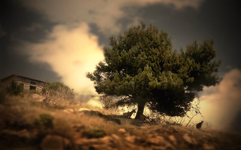 Goats under a Tree — Green