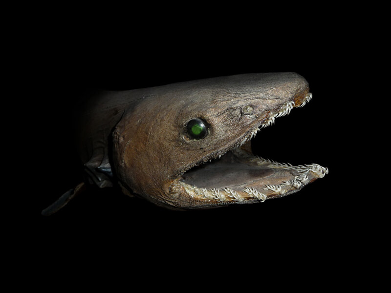 Goblin shark head