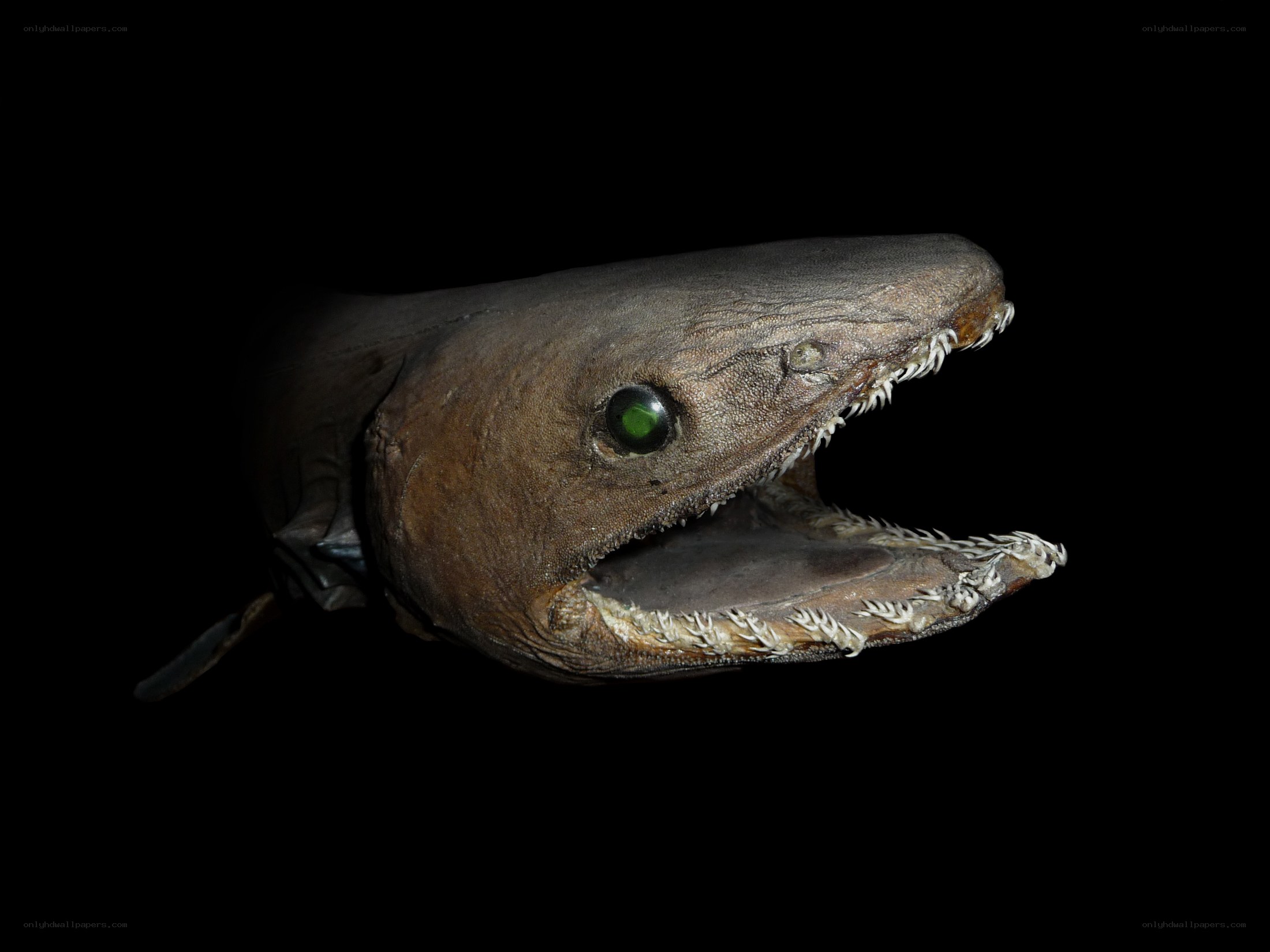 Goblin shark head