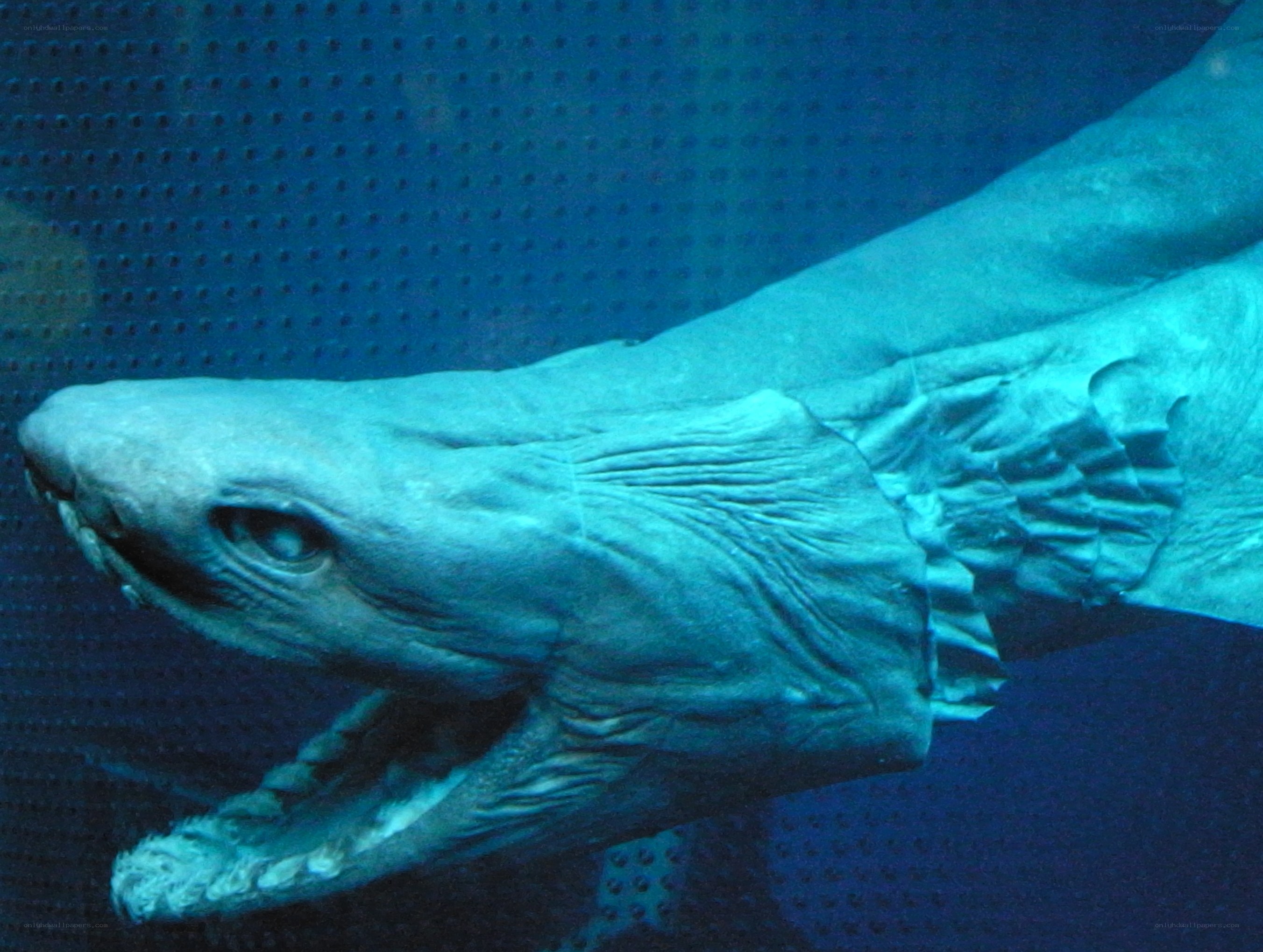 Goblin shark in aquarium