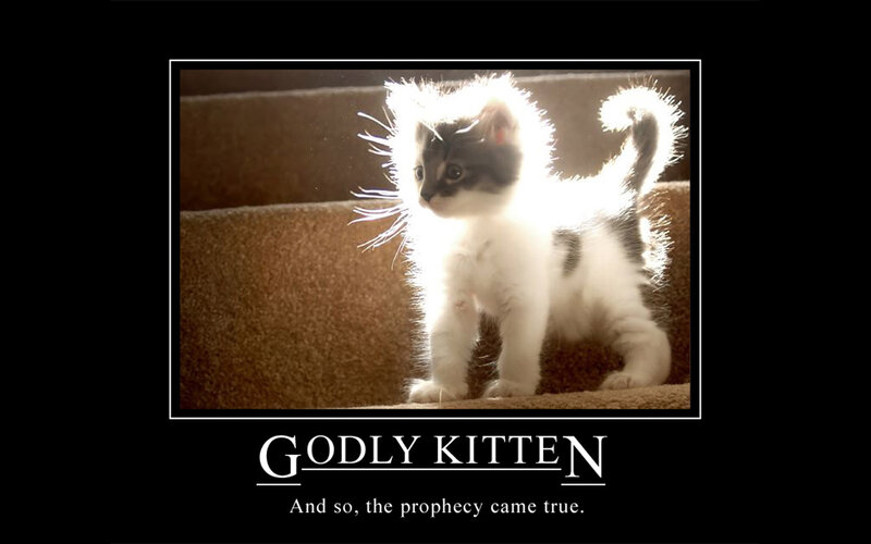 Godly kitten meme
