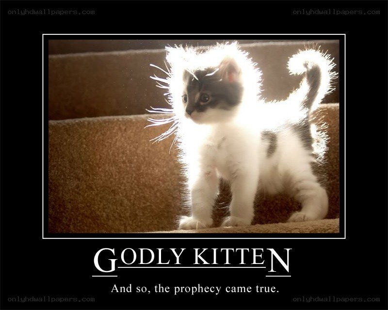 Godly kitten