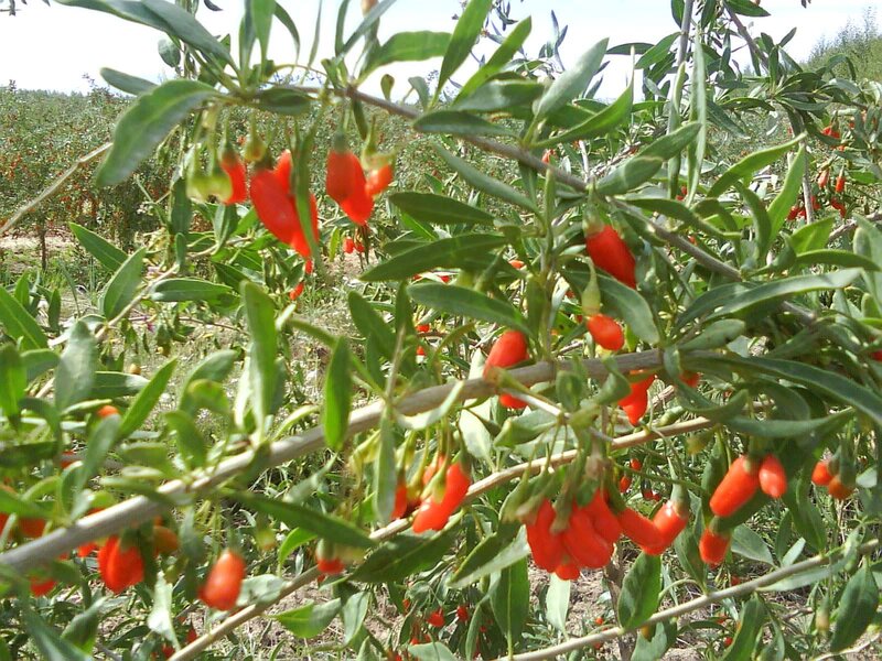 Goji Berries on Bush