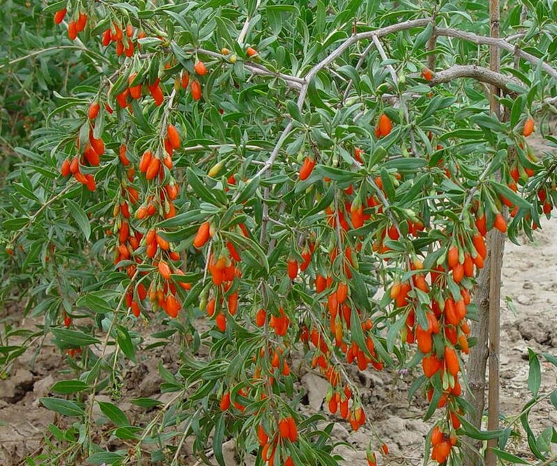 Goji Berry Bush
