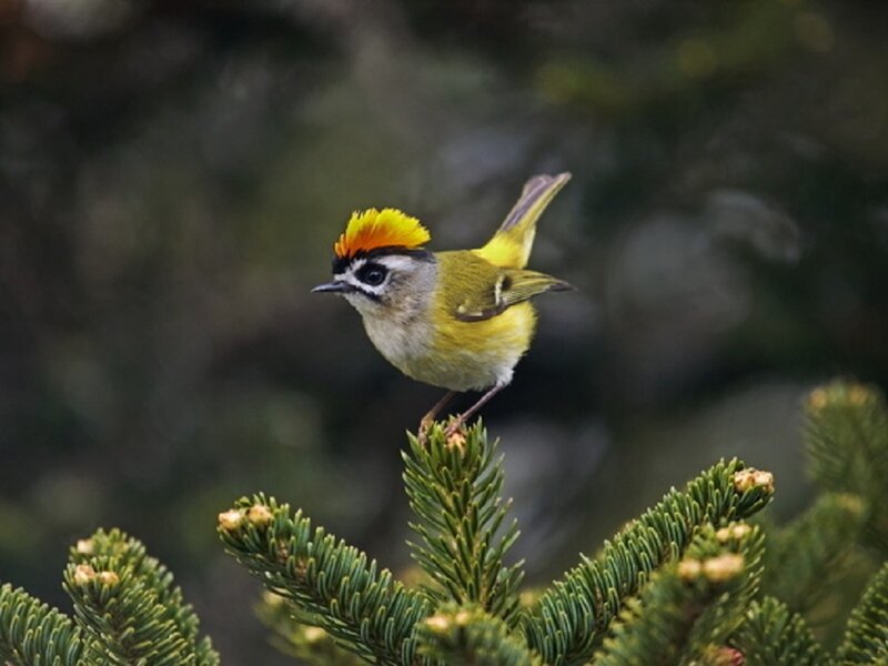 Gold-crowned Warbler — Green