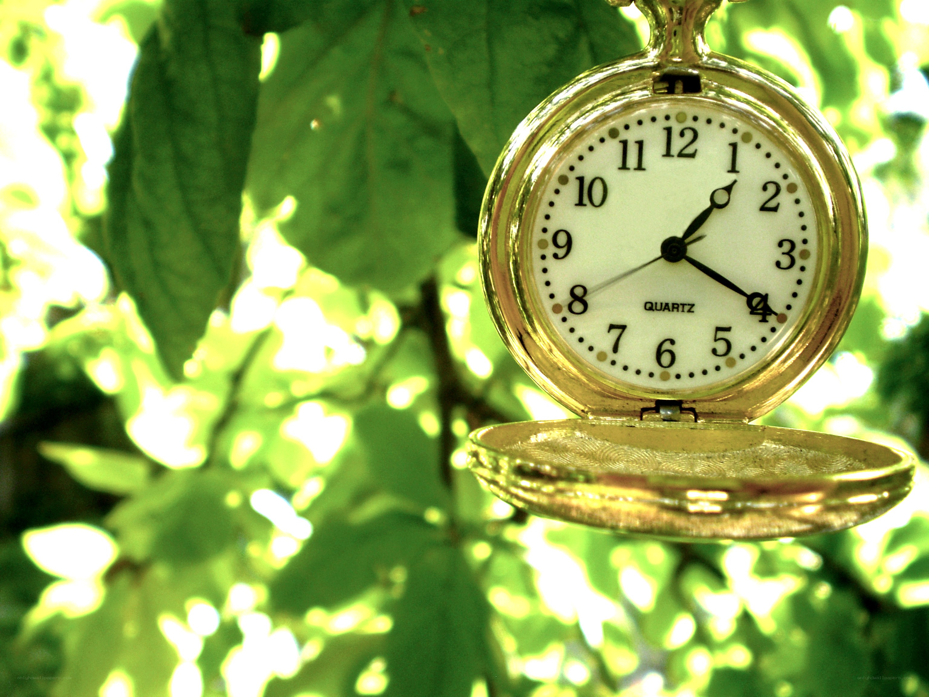 gold pocket watch in leaves