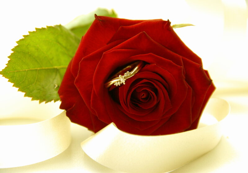 Gold Ring in Rose