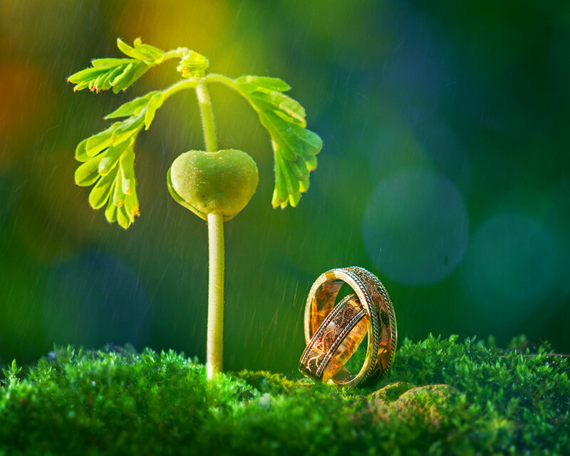 Gold Rings and Sprout