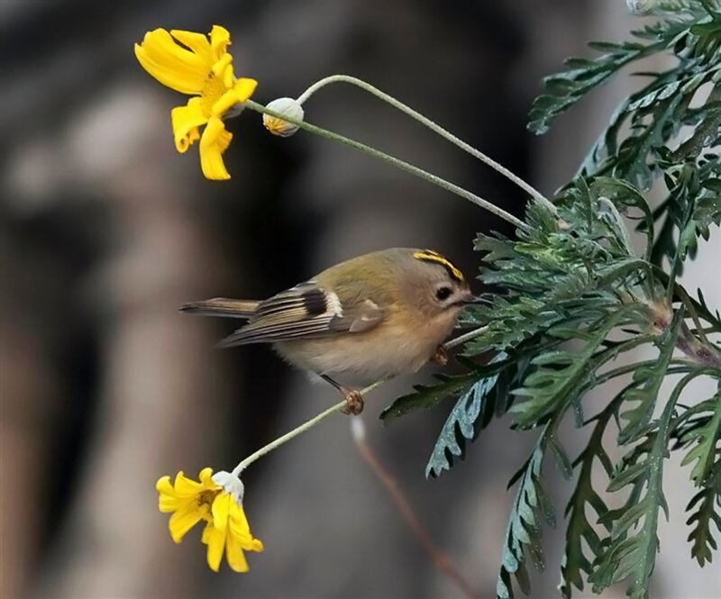 Goldcrest Bird on Branch