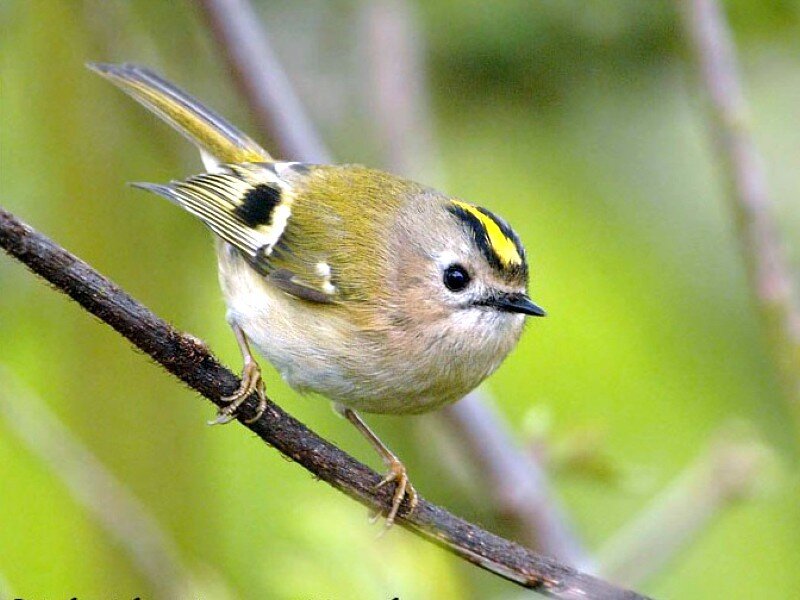Goldcrest perched on a branch