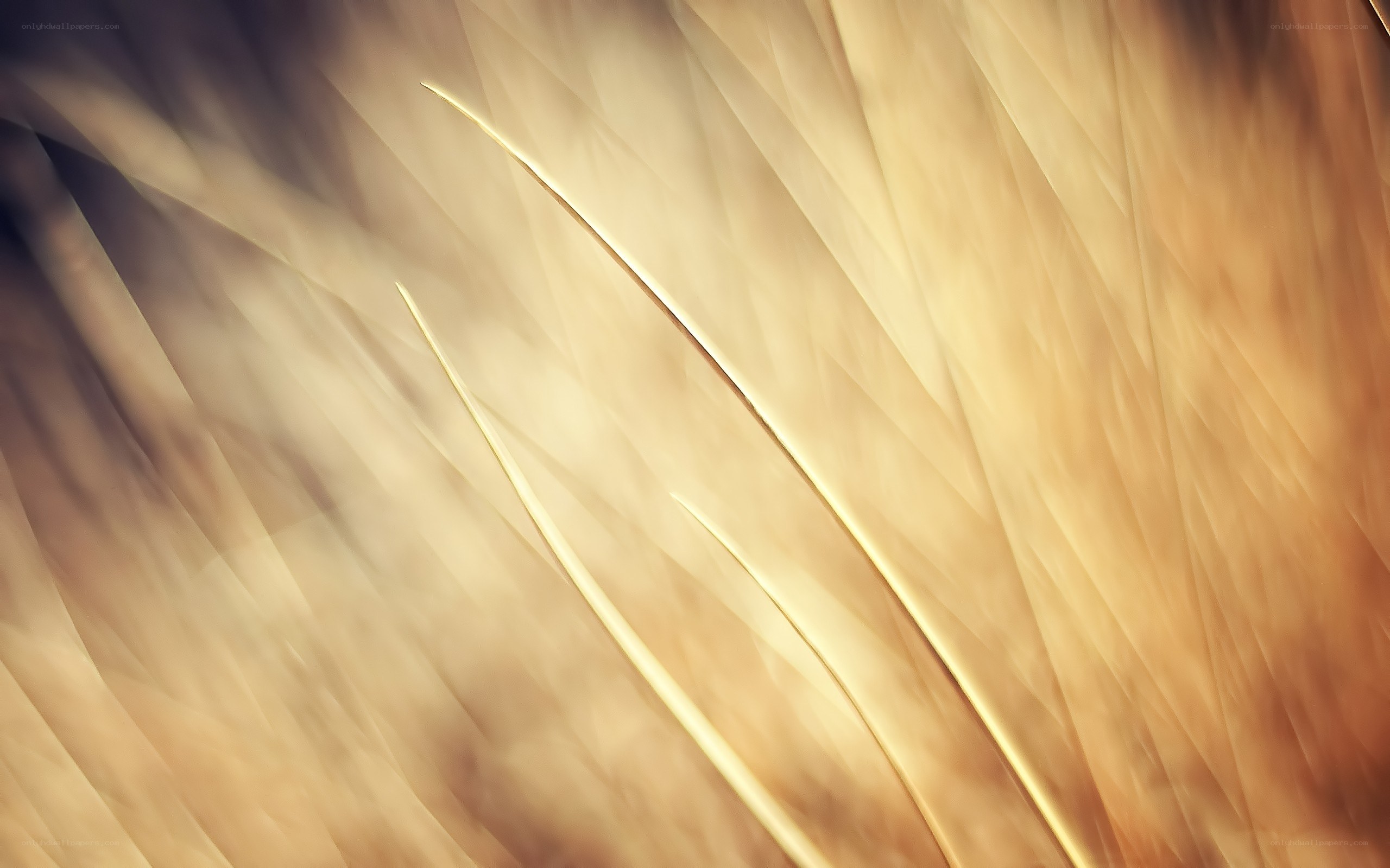 golden abstract motion