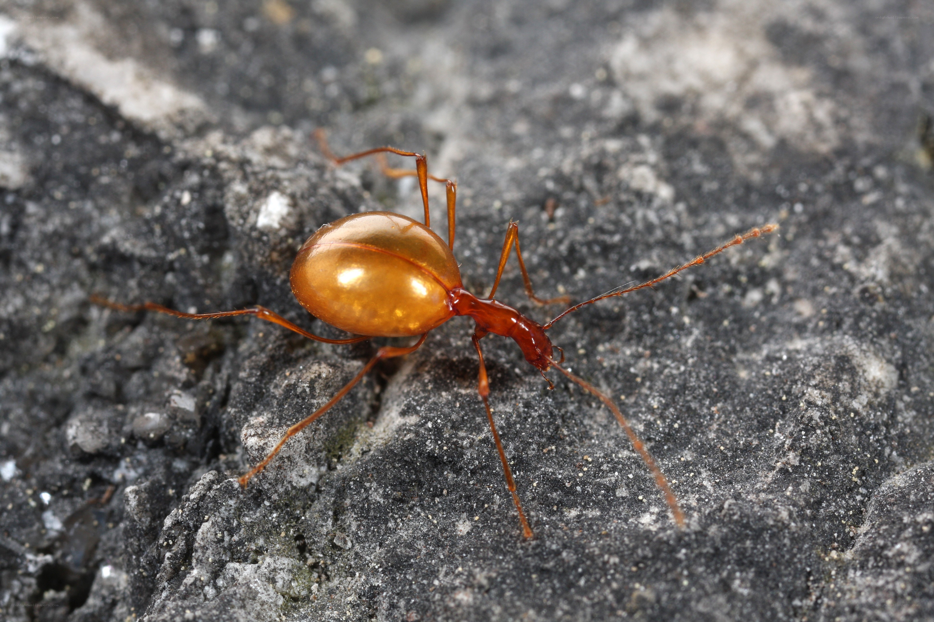 golden ant on rock
