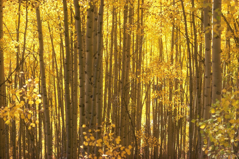 Golden aspen forest in autumn