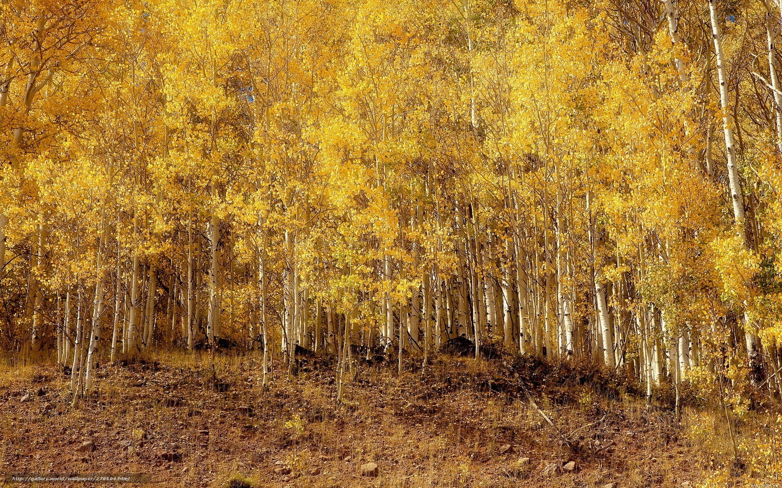 Golden aspen forest in autumn