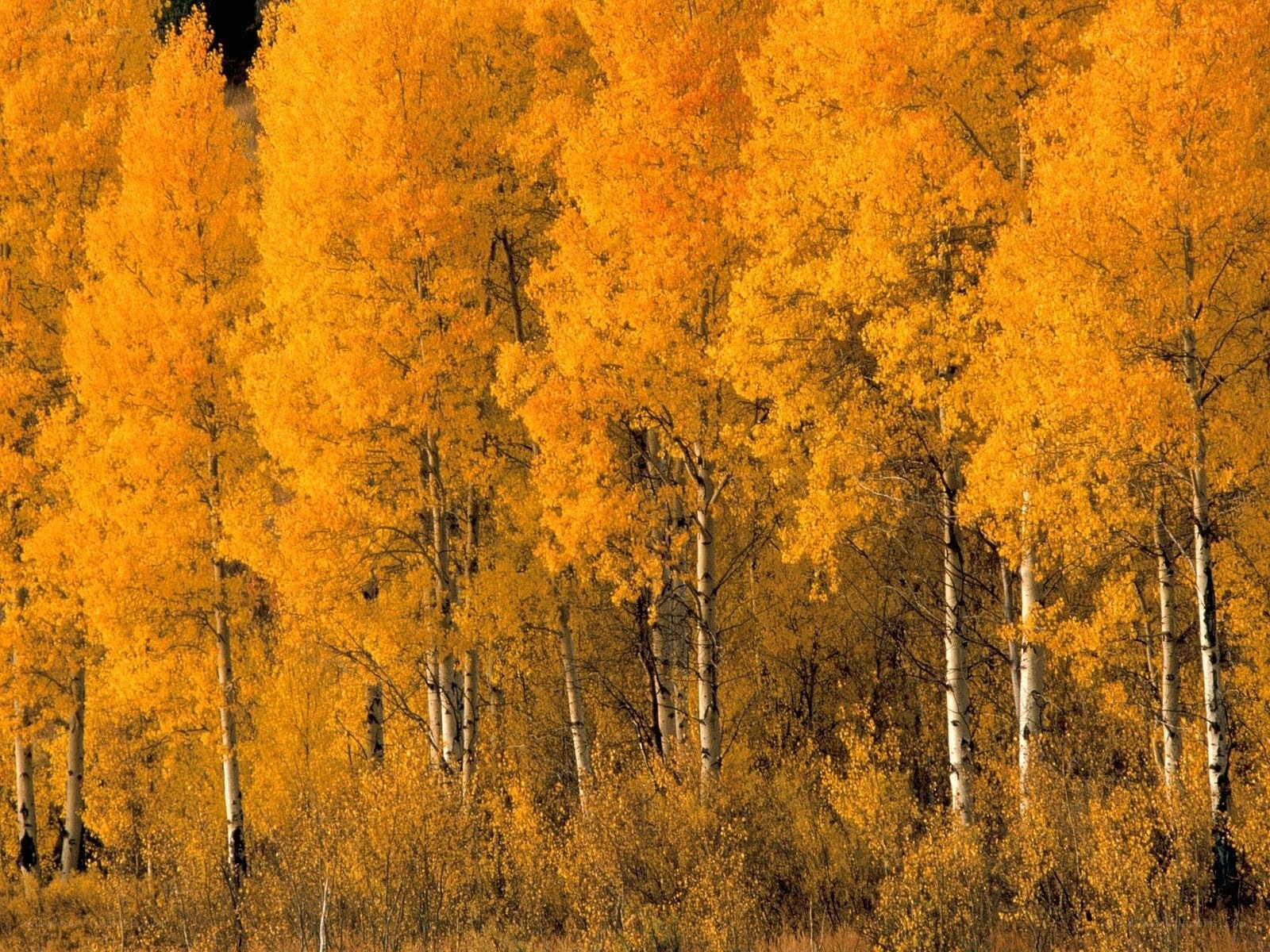 Golden autumn aspen grove
